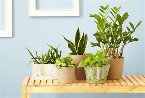 Small potted houseplants arranged on a wooden shelf