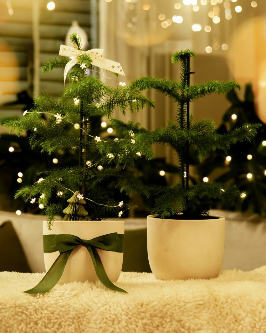 Potted evergreens and seasonal foliage styled with paper ornaments and wooden stars