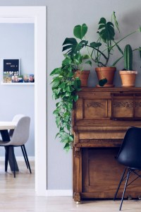Potted plants trailing over the top of an upright piano
