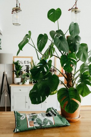 Large potted monstera plant beside a bag of potting soil
