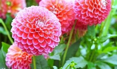 Pink dahlia flowers in bloom